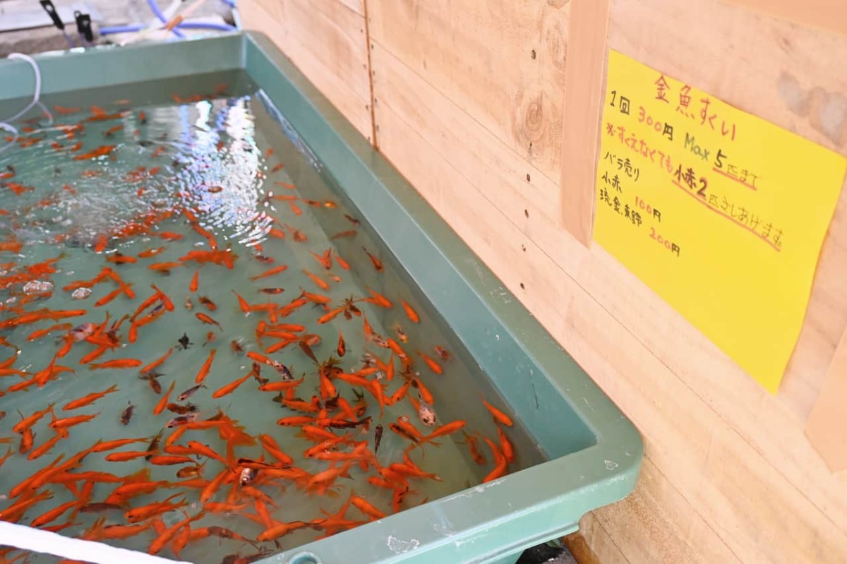 鳥取県倉吉市の『倉吉観賞魚and小鳥部』では金魚すくいができます