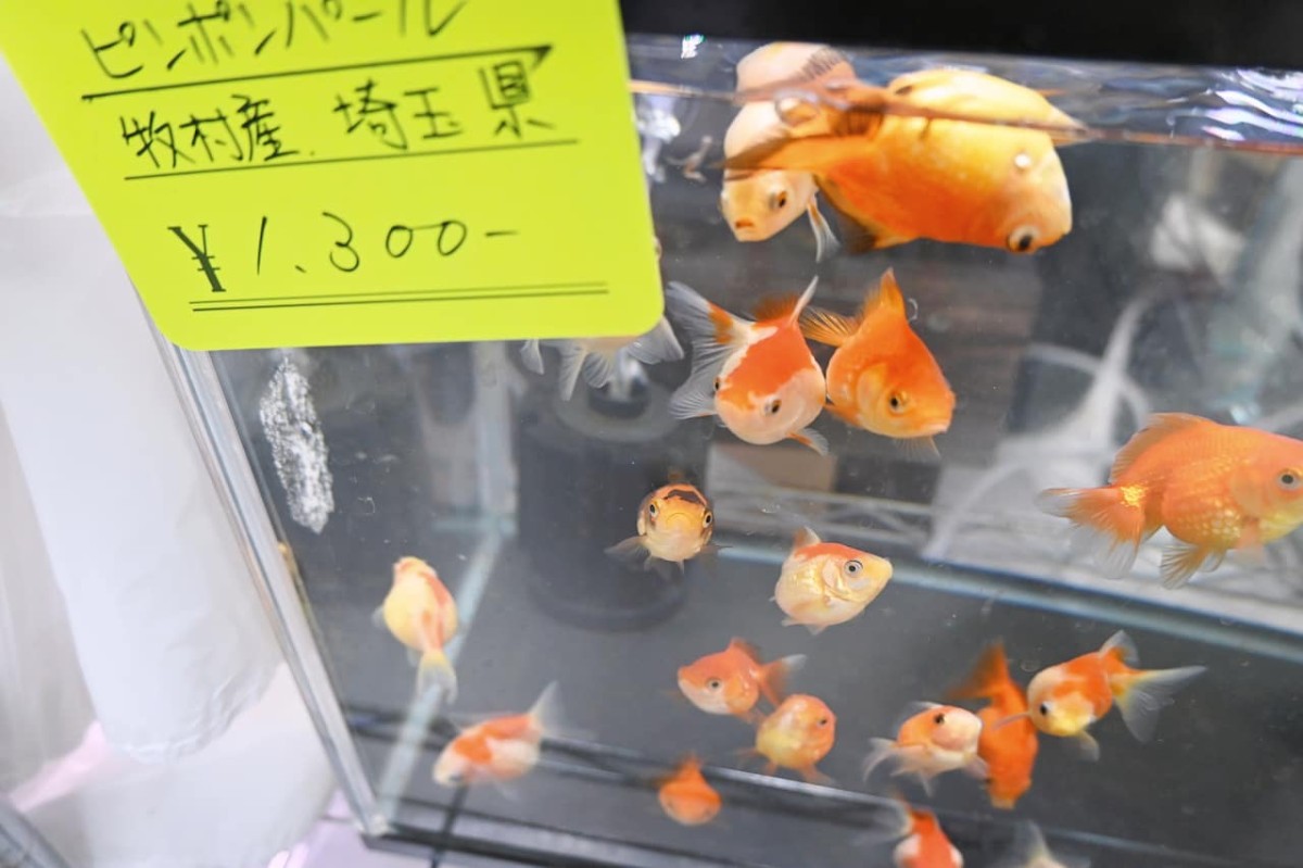 鳥取県倉吉市にある『倉吉観賞魚and小鳥部』にいる金魚