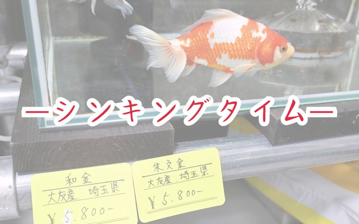 鳥取県倉吉市にある『倉吉観賞魚and小鳥部』のクイズ