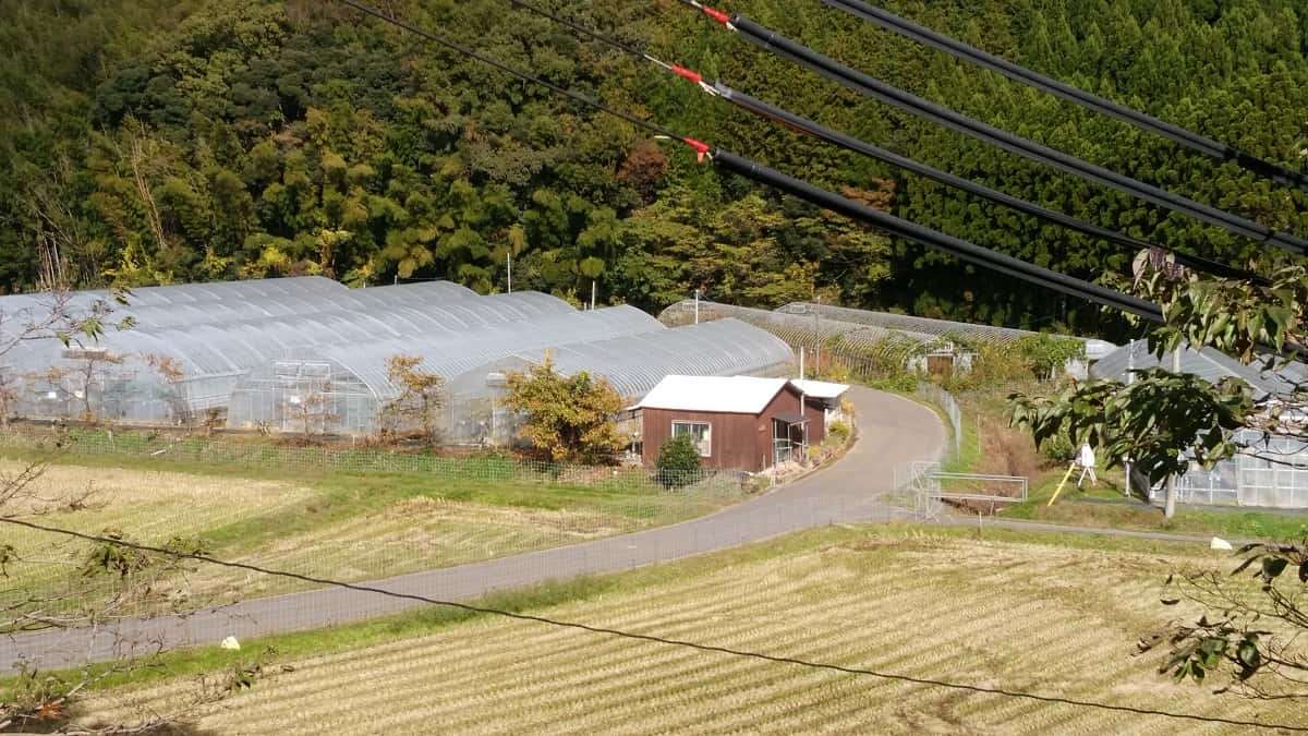 鳥取県湯梨浜町にある人気いちご狩りスポット『小林農園』の会場の様子