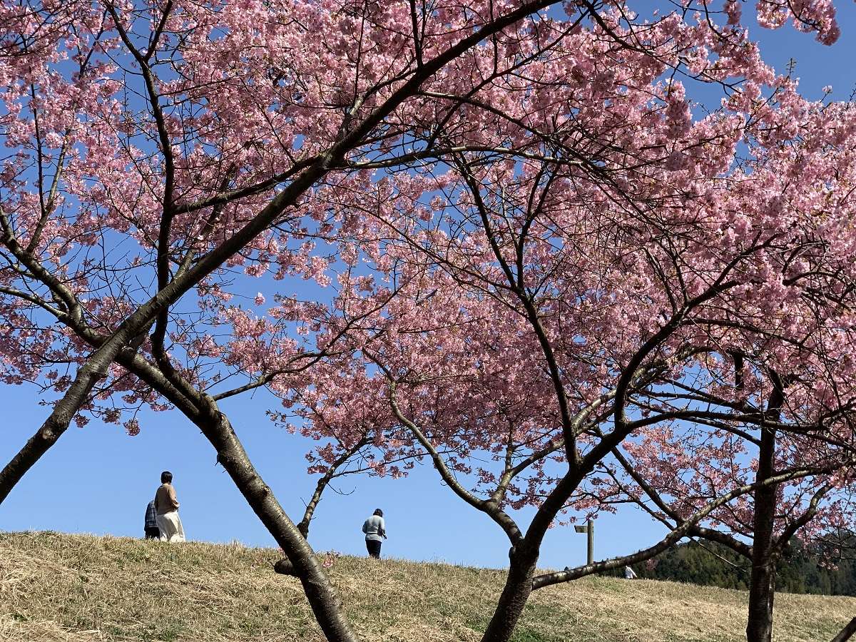 島根県雲南市のお花見スポット『赤川河津桜』の開花の様子