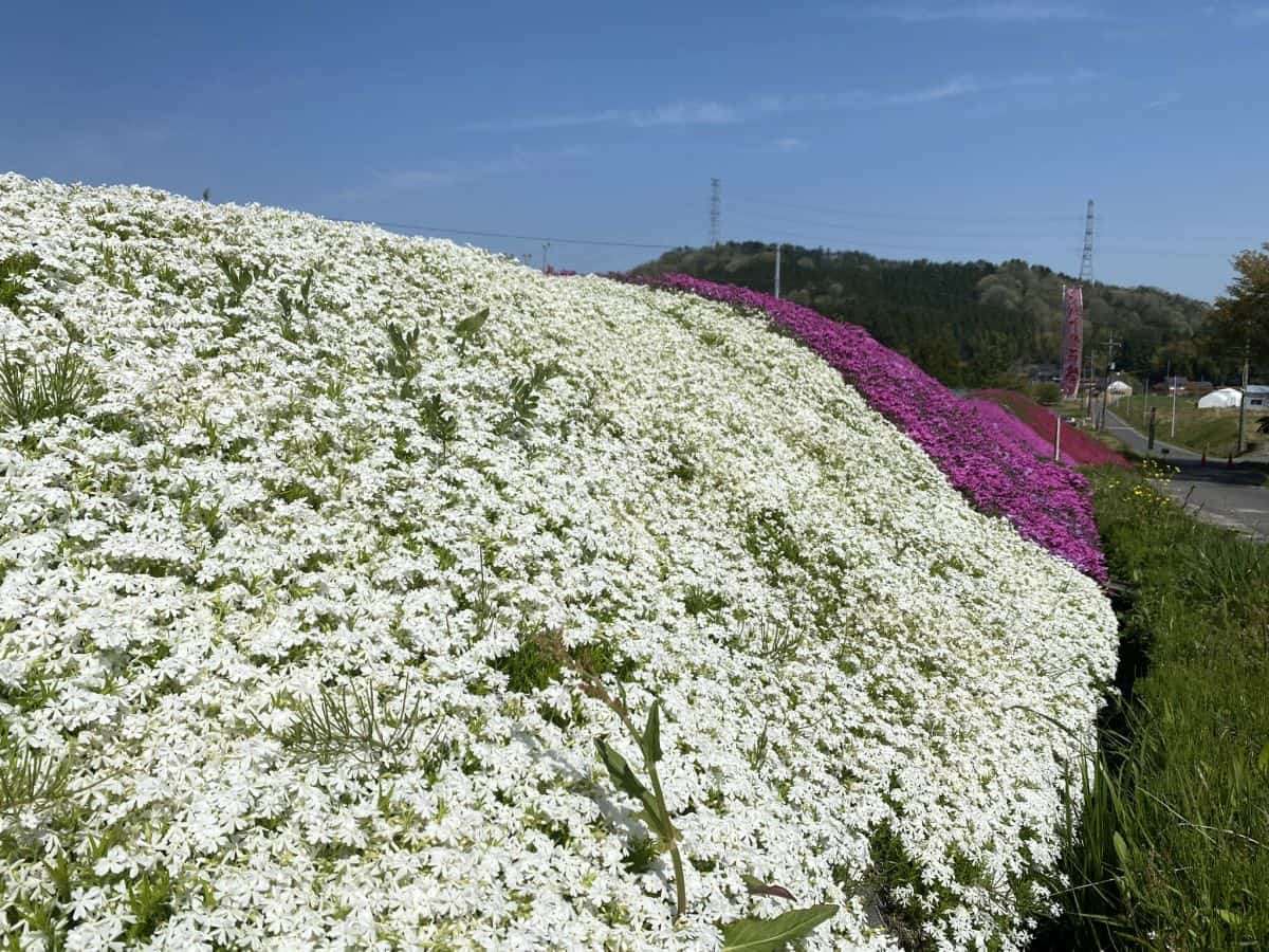 島根県安来市広瀬町の芝桜スポット「猿隠高原」の開花中の様子