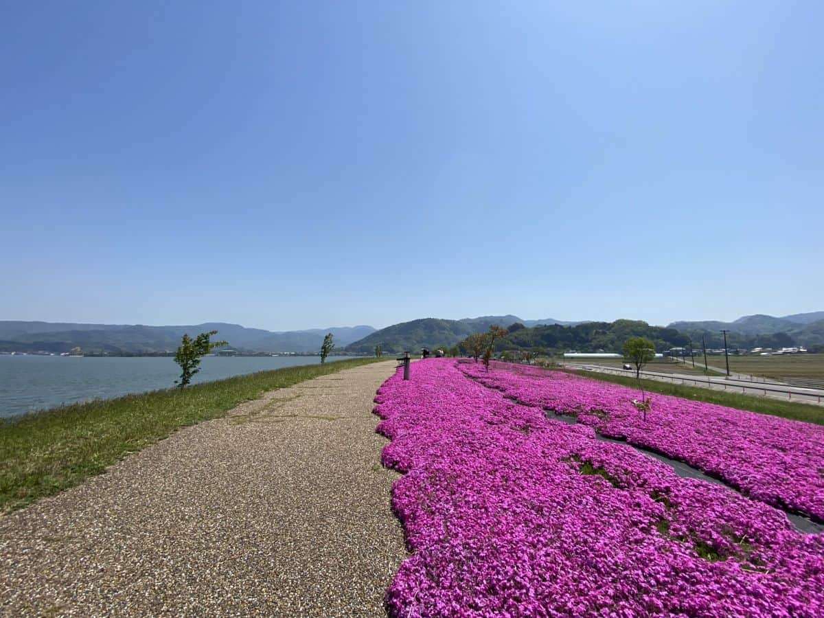 鳥取県湯梨浜町の東郷湖沿いにある芝桜スポット『東郷湖羽合臨海公園』の様子