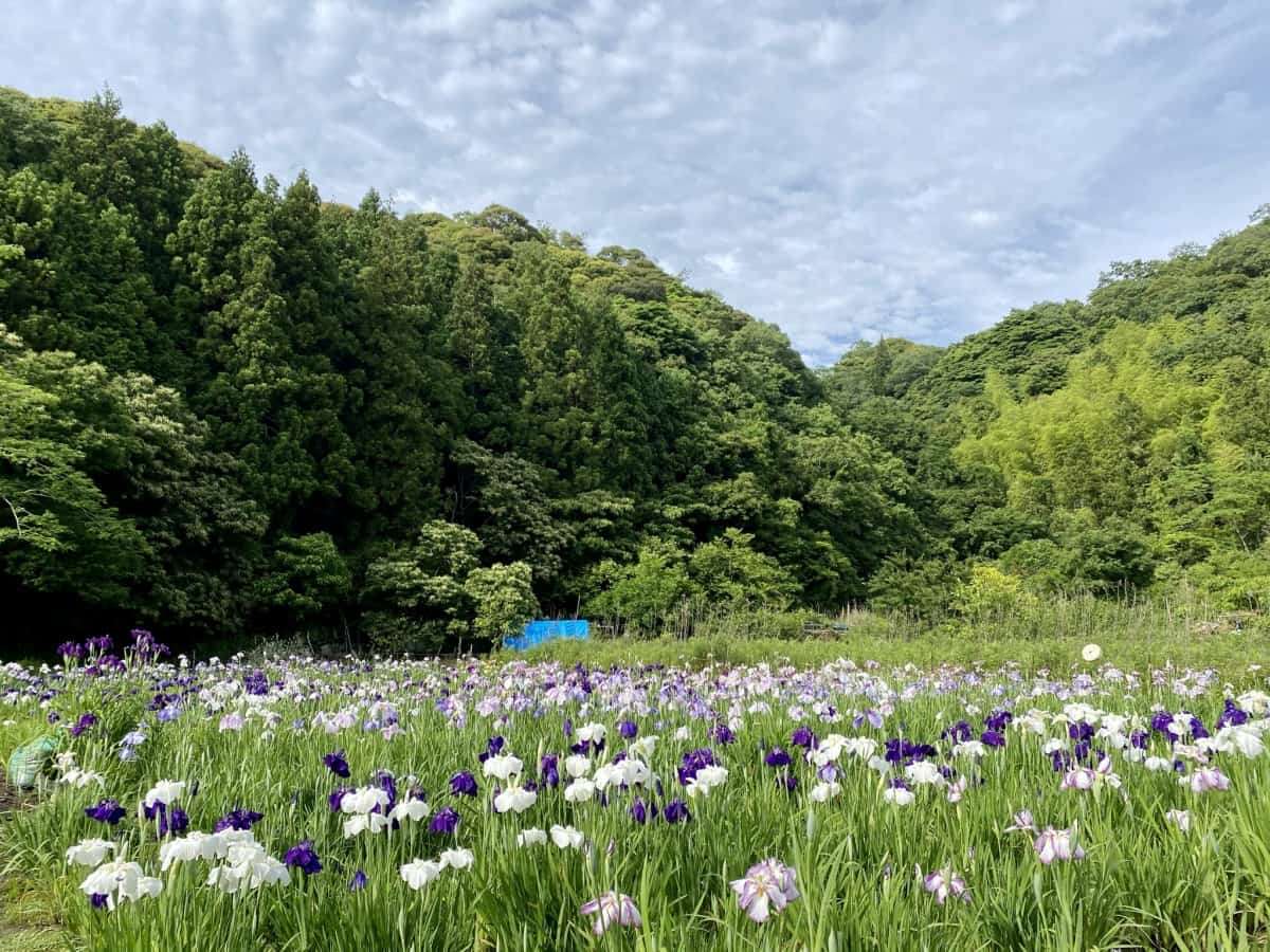 島根県浜田市三隅町_寺戸菖蒲園_6月_花畑_フラワースポット_おすすめ_穴場