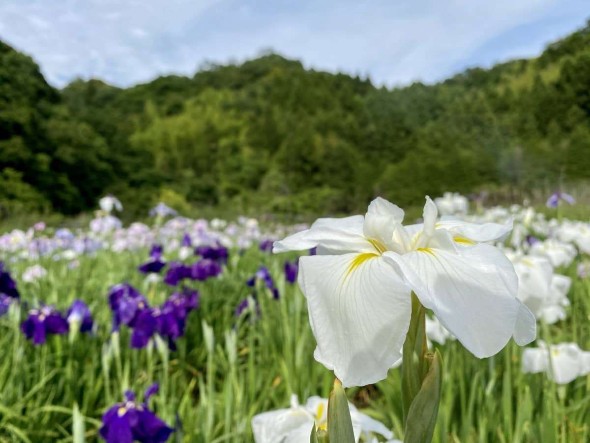 島根県浜田市三隅町_寺戸菖蒲園_6月_花畑_フラワースポット_おすすめ_穴場