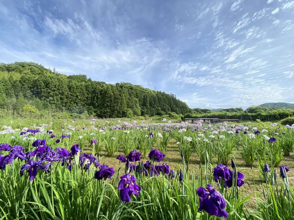 島根県浜田市三隅町_寺戸菖蒲園_6月_花畑_フラワースポット_おすすめ_穴場