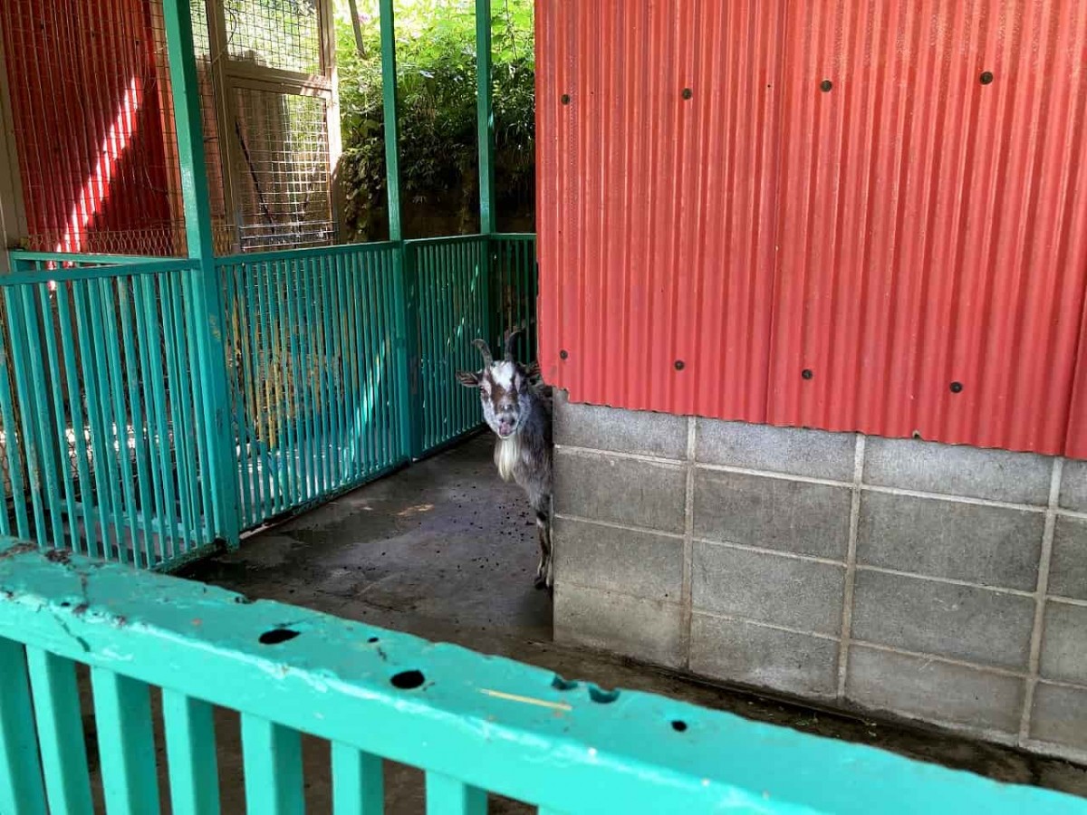 島根県大田市_公園_おすすめ_穴場_代官山動物園_無料_駐車場