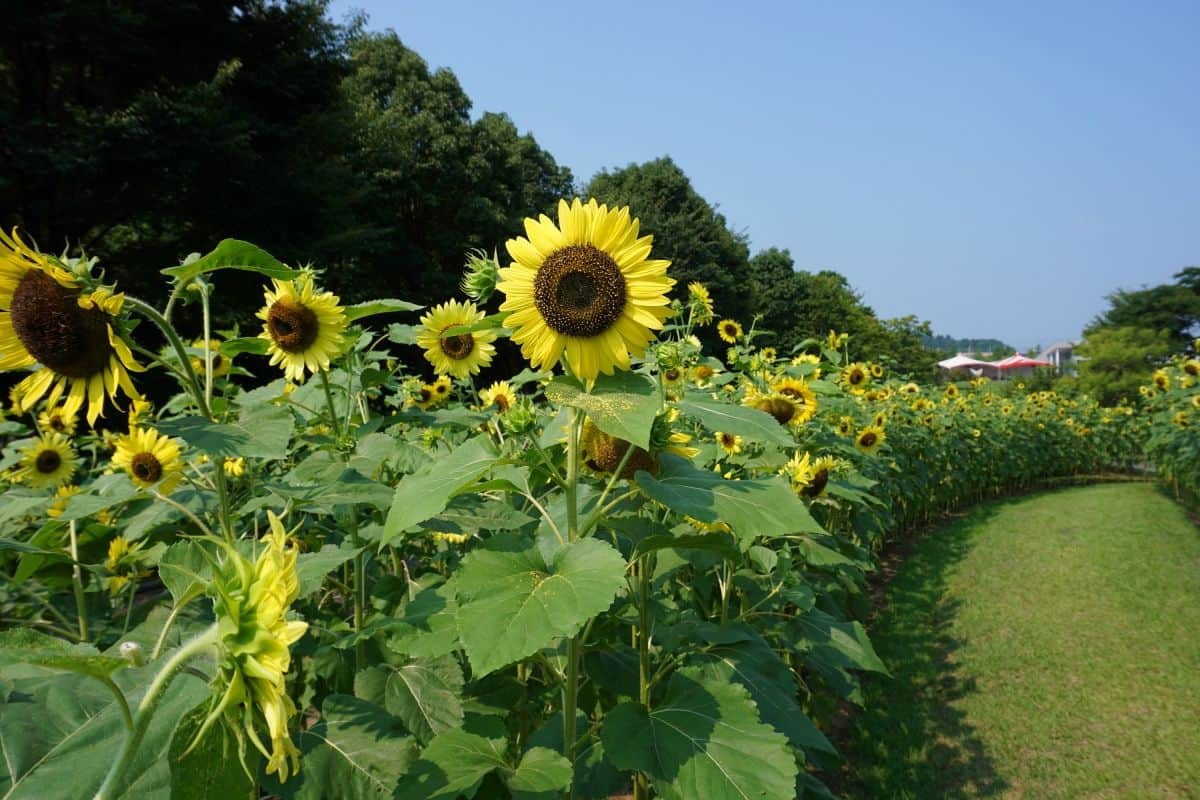 出雲市 しまね花の郷 は子連れでピクニックも楽しい遊び場 お花もいっぱい 日刊lazuda ラズダ 島根 鳥取を知る 見る 食べる 遊ぶ 暮らすwebマガジン