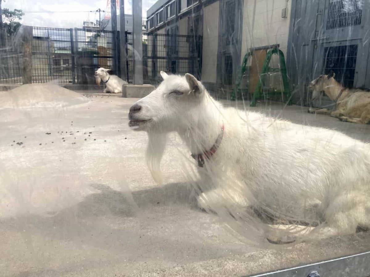 [鳥取市｜真教寺公園]かわいい動物たくさん！中心地の小さな無料動物園へ【公園であそ部】