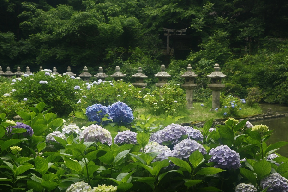 島根県松江市の月照寺に咲くアジサイ