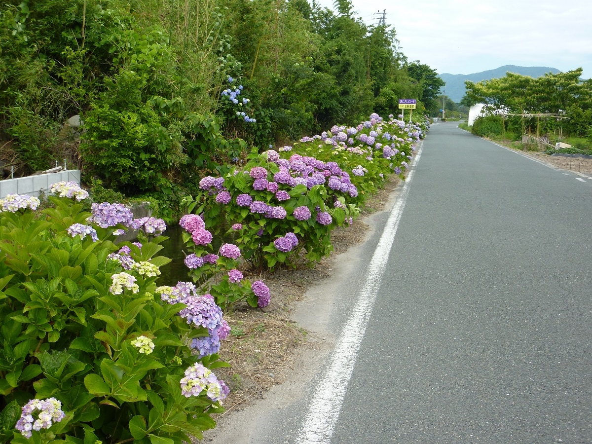 鳥取県境港市に咲くアジサイ