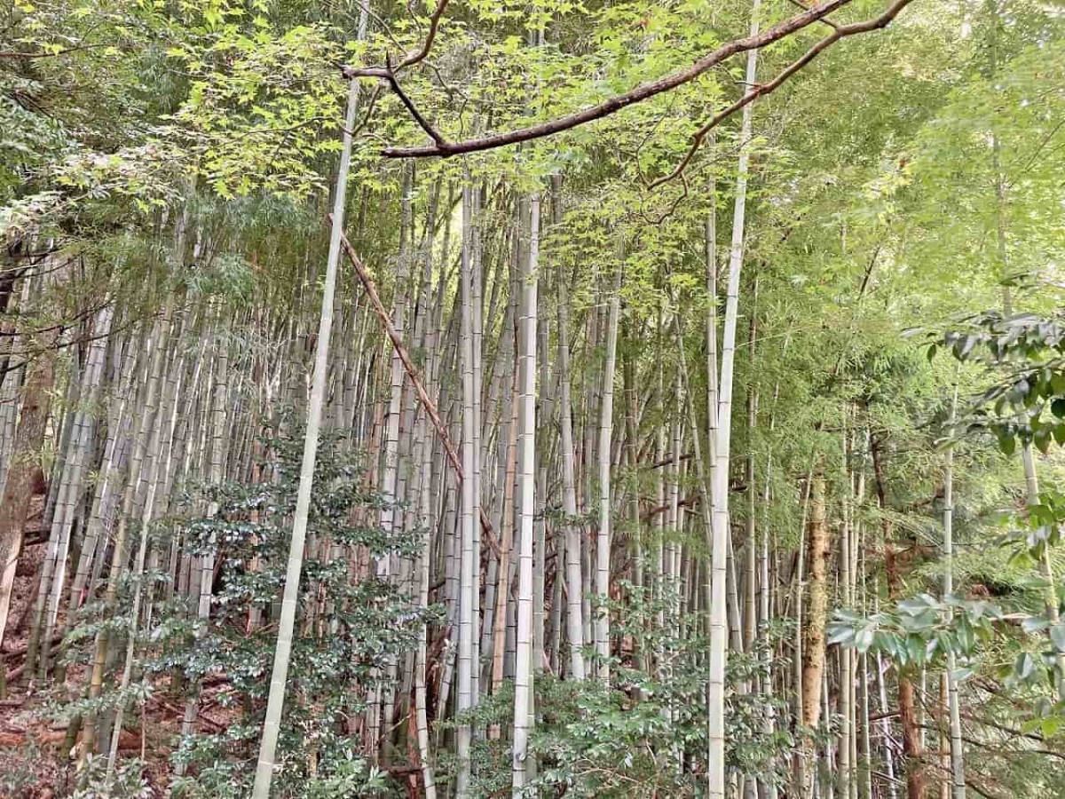 鳥取県米子市_本宮の泉_名水_因伯の名水_オススメ_人気_大山_