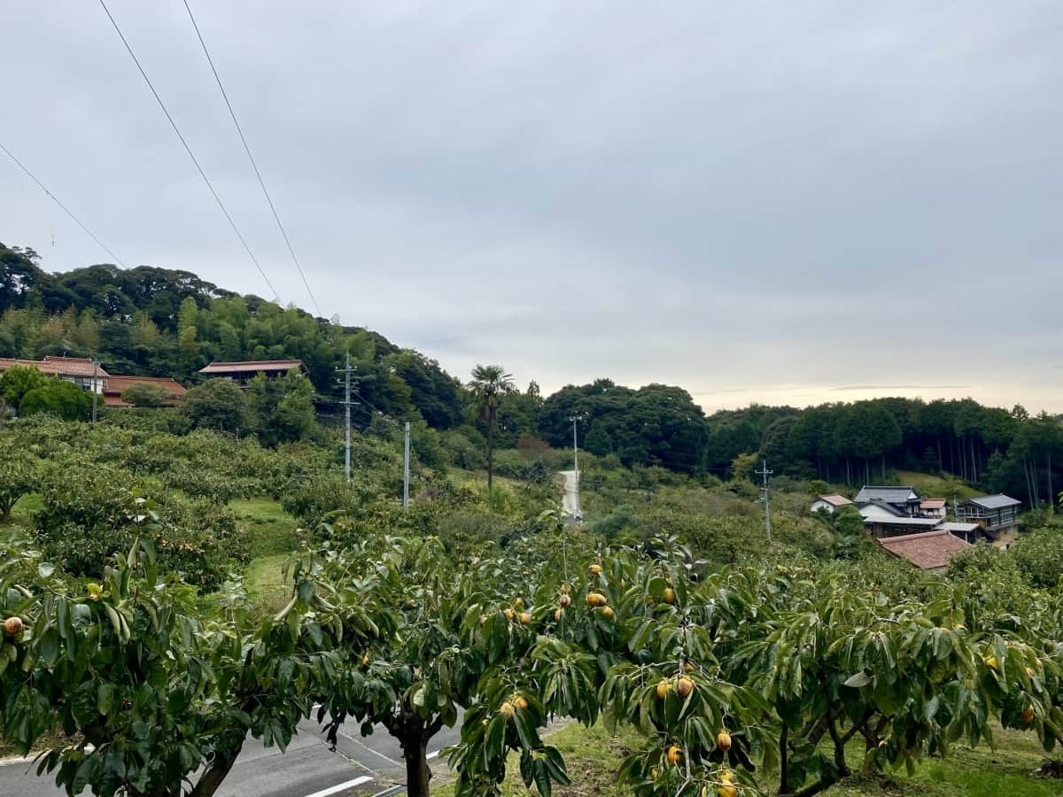 島根県松江市_観光_穴場_畑地区_柿