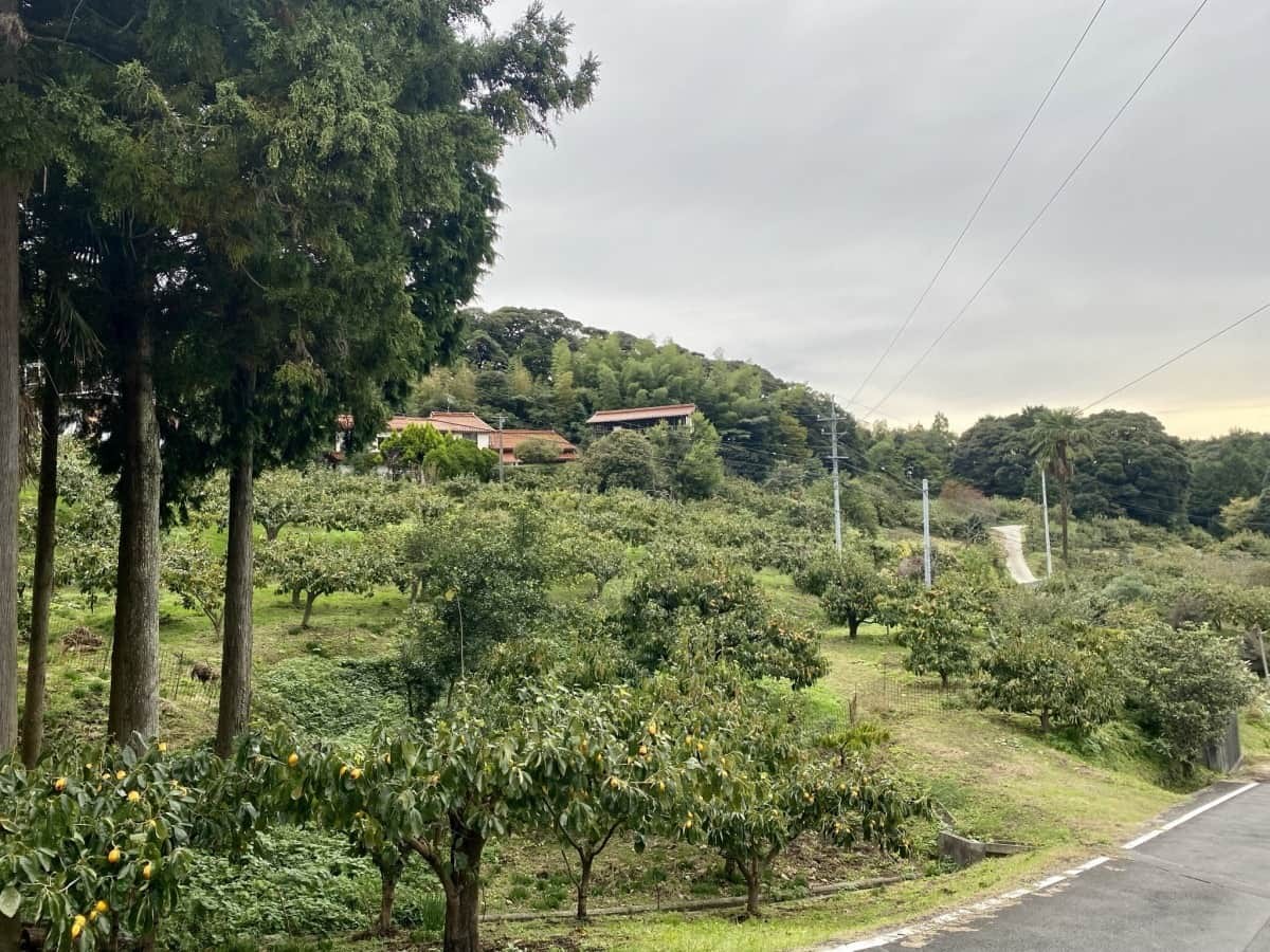 島根県松江市_観光_穴場_畑地区_柿