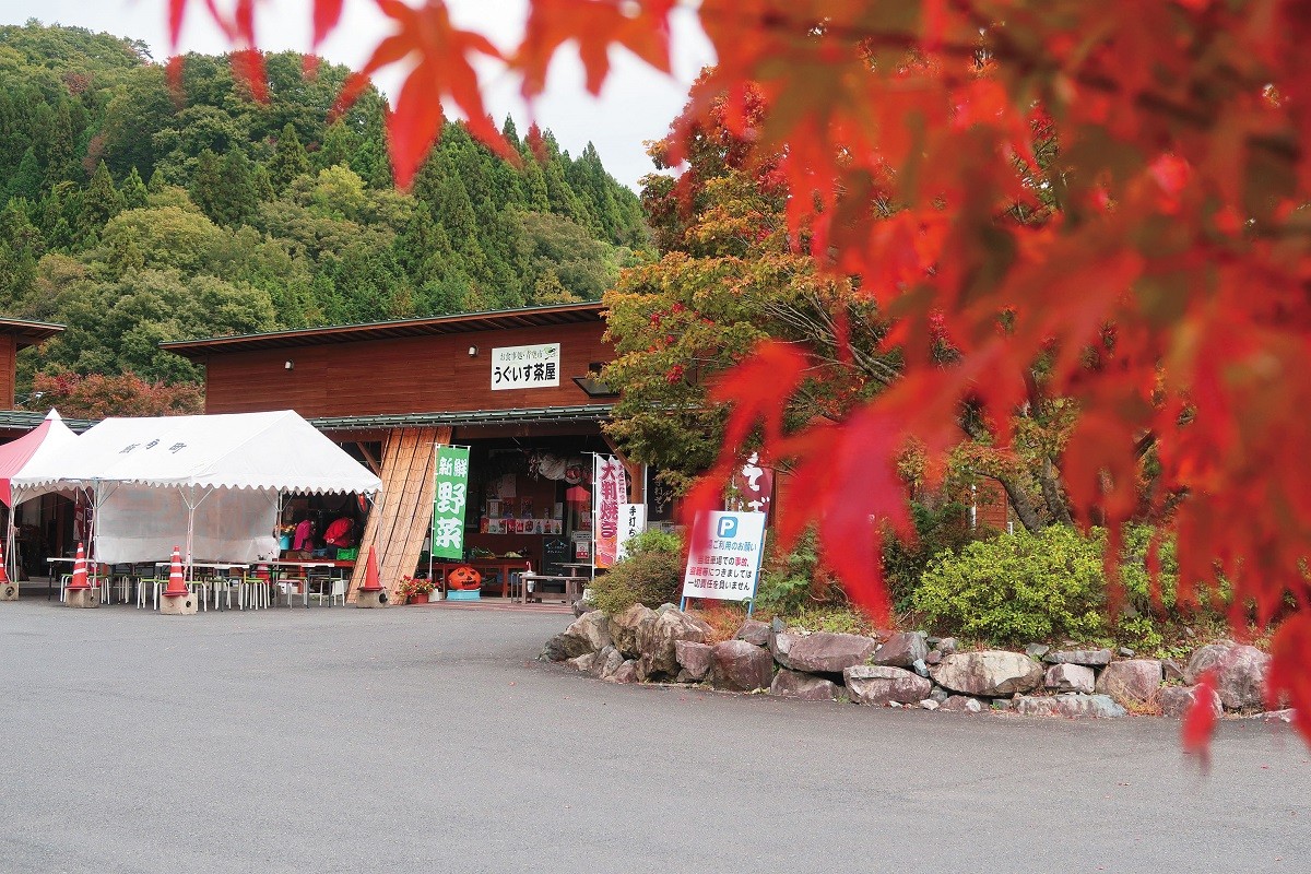 島根県飯南町の穴場紅葉スポット「東三瓶フラワーバレー」の紅葉の様子