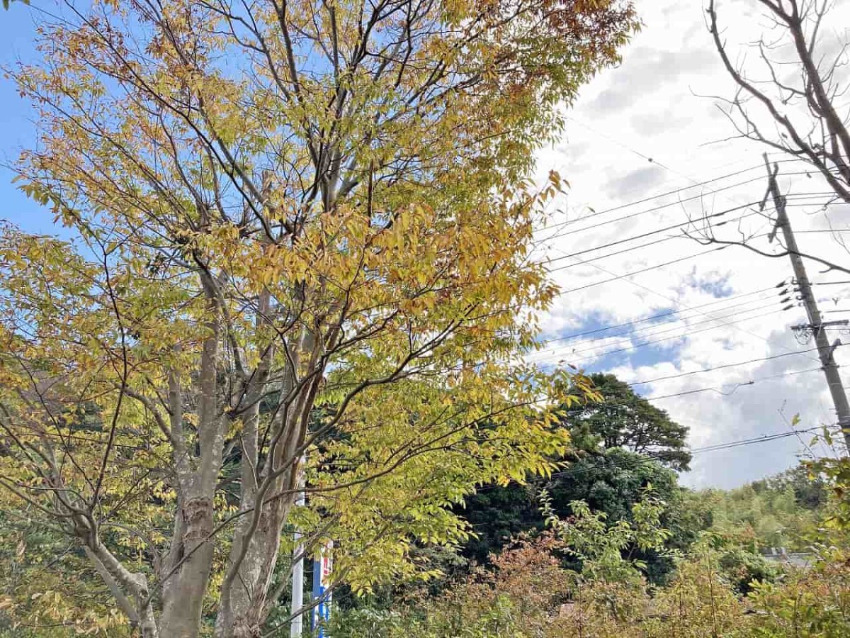 島根県松江市_亀島児童公園_公園_おでかけ_子連れ_亀島神社_宍道湖_眺め