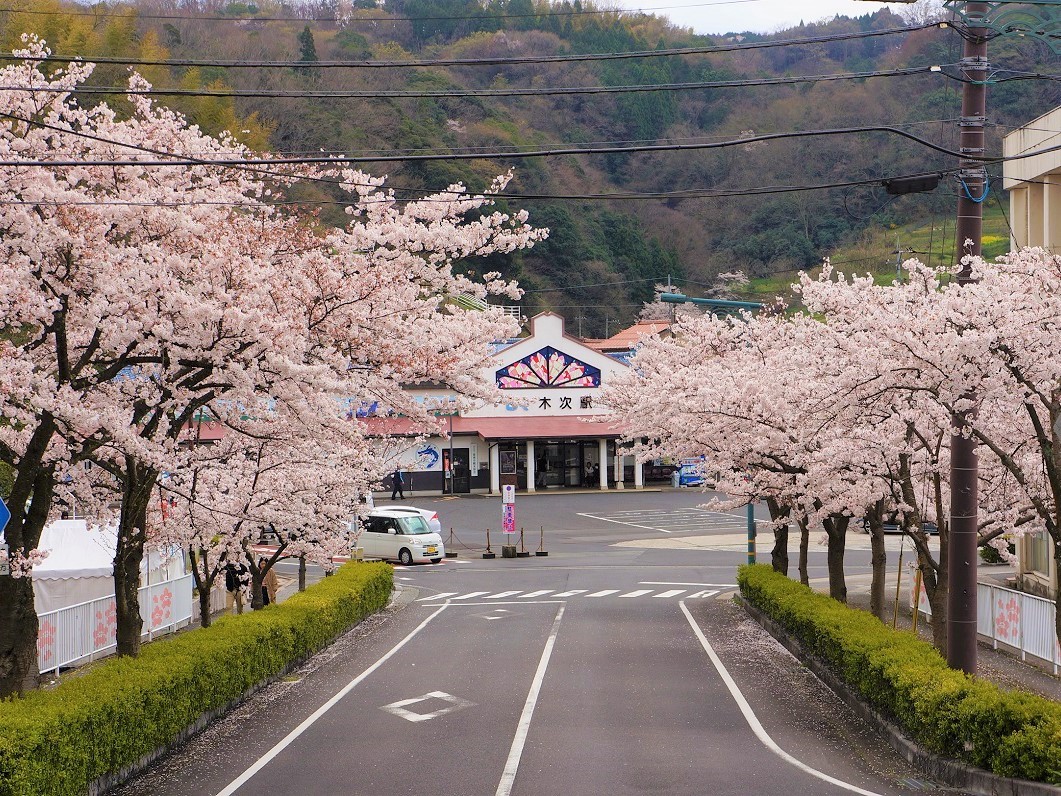JR木次駅の桜