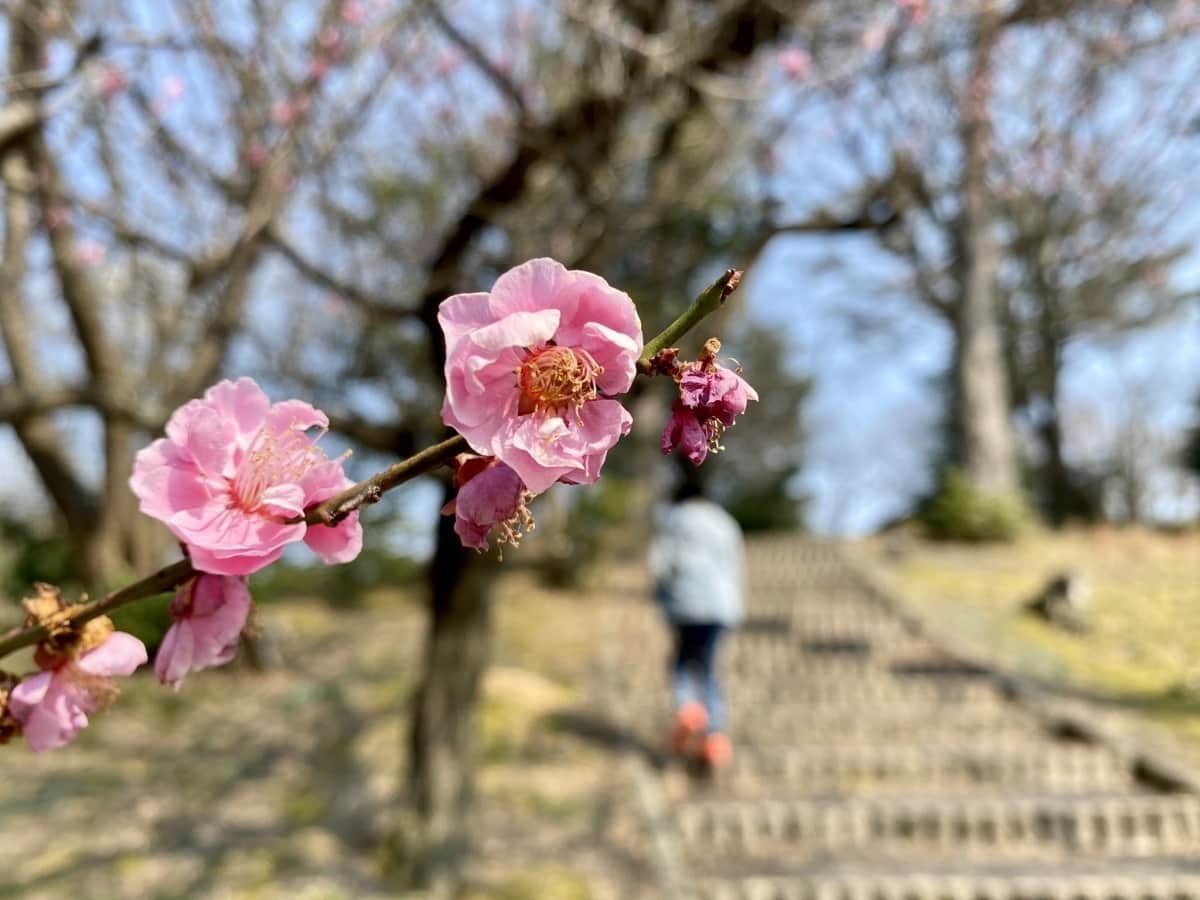 島根県出雲市にある梅スポット『斐川公園』の園内の様子