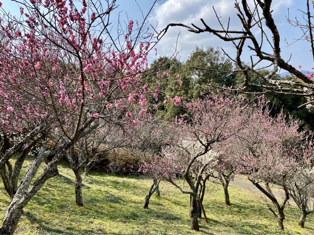 島根県出雲市にある梅スポット『斐川公園』の園内の様子