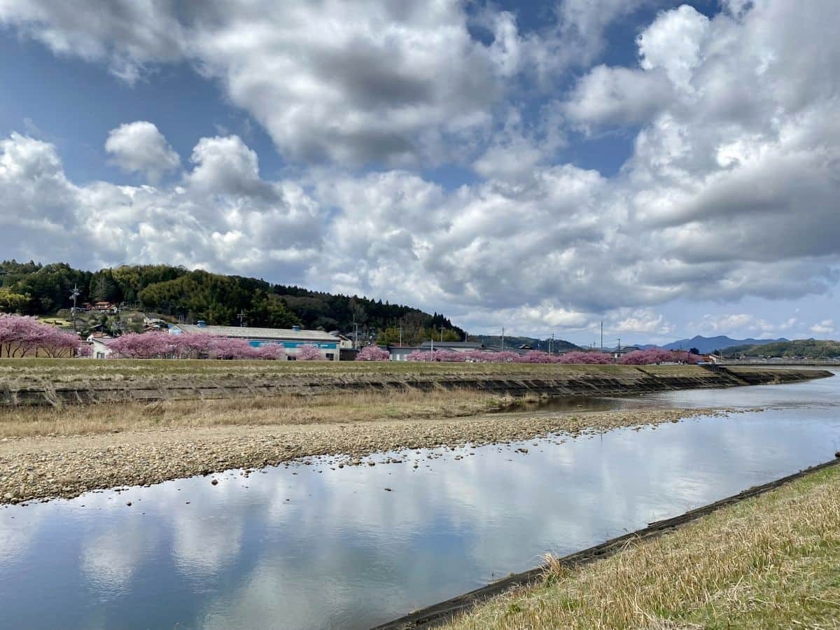 島根県雲南市大東町の桜スポット『赤川河津桜』の開花時の様子