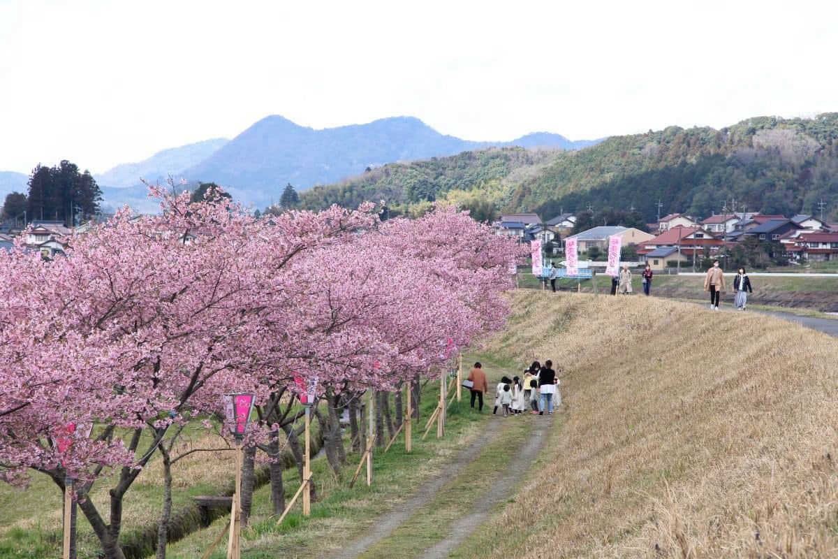 島根県雲南市の早咲きの桜スポット「赤川河津桜」の開花中の景色