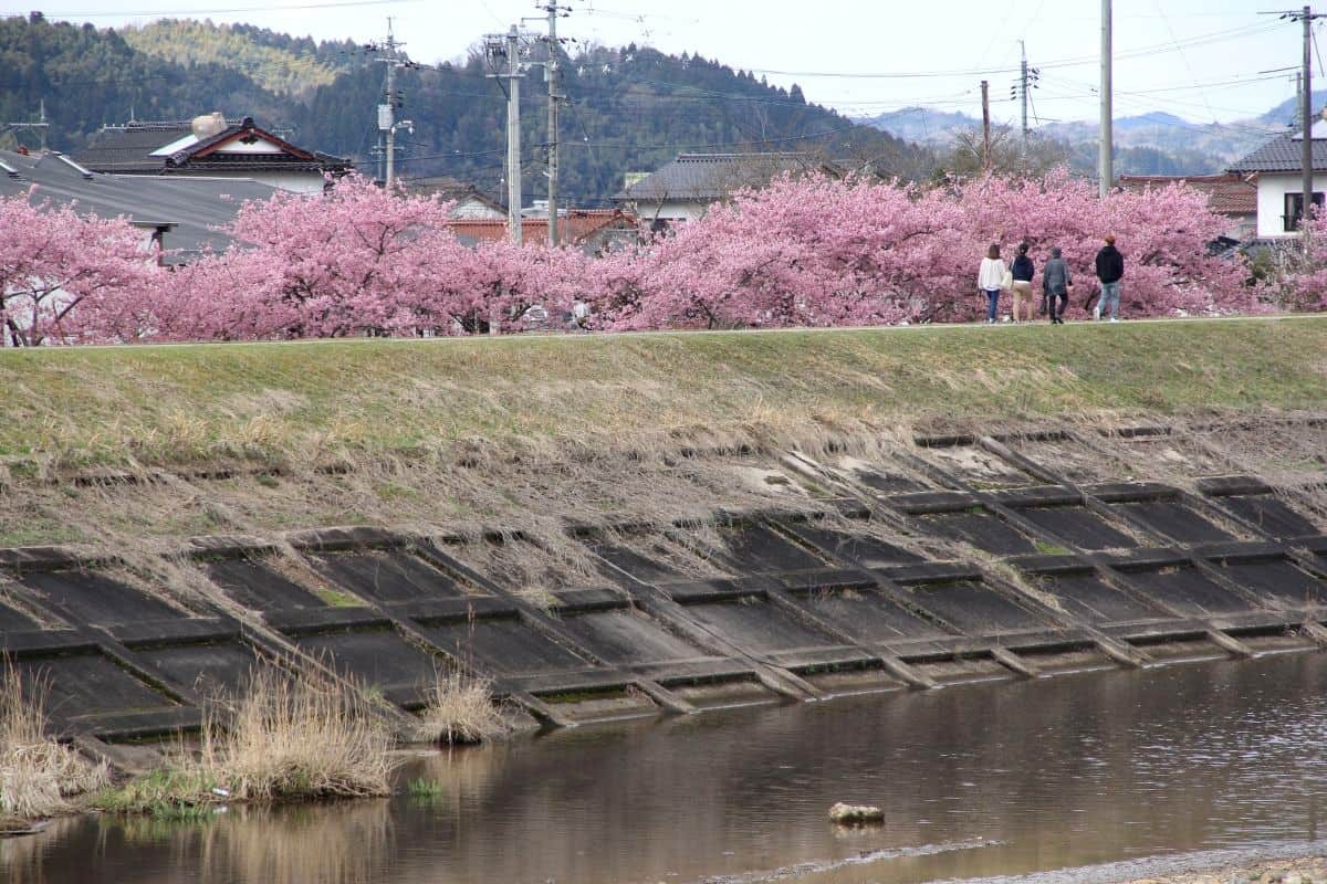 島根県雲南市大東町の桜スポット『赤川河津桜』の開花時の様子