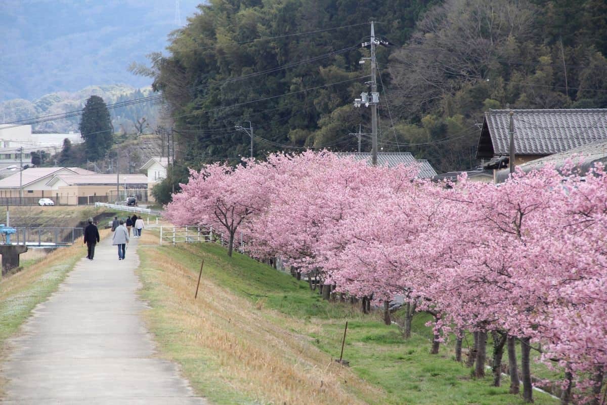 島根県雲南市大東町の桜スポット『赤川河津桜』の開花時の様子