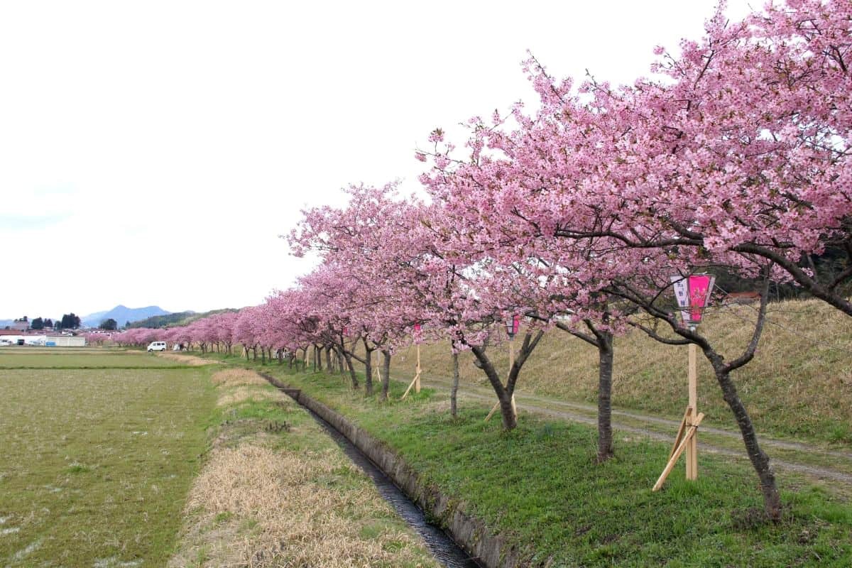 島根県雲南市大東町の桜スポット『赤川河津桜』の開花時の様子