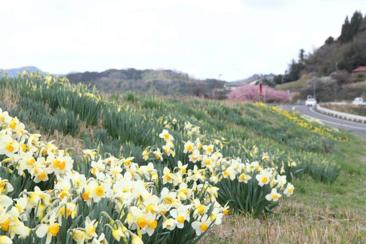 島根県雲南市大東町の桜スポット『赤川河津桜』の開花時の様子