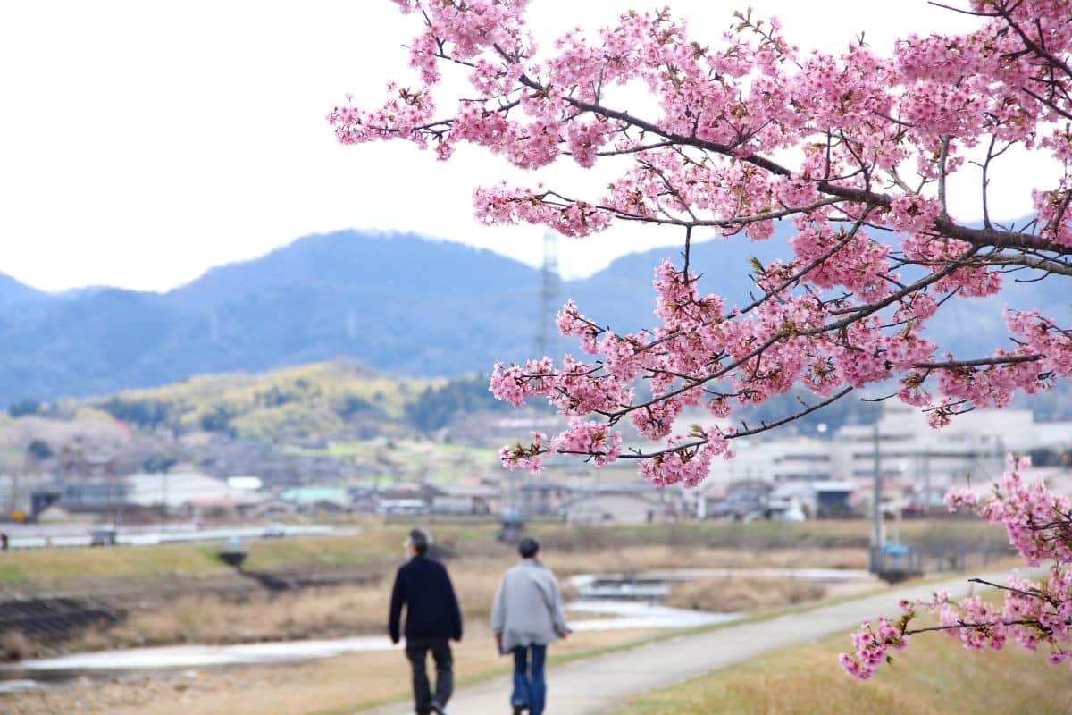 島根県雲南市大東町の桜スポット『赤川河津桜』の開花時の様子