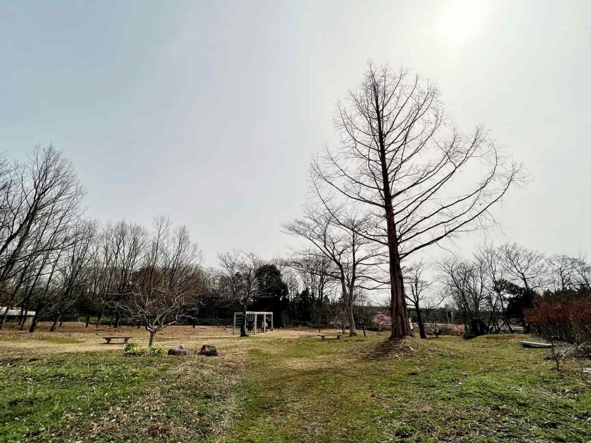 鳥取県西伯郡伯耆町の『大山ガーデンプレイス』向かい「交流の森」の様子