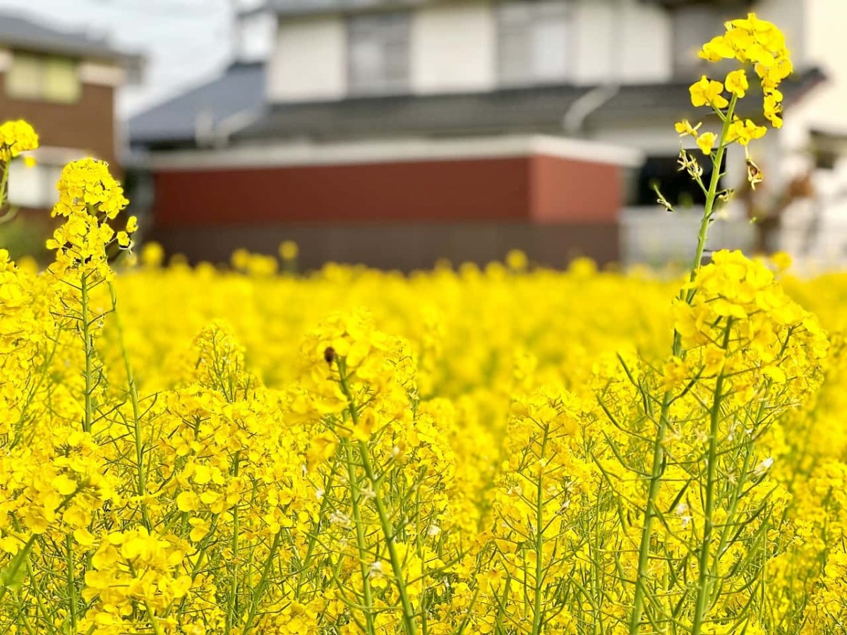 鳥取県西伯郡伯耆町の岸本駅周辺で見られる菜の花畑の様子