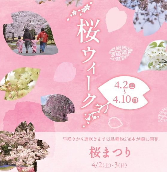 鳥取県南部町で開催されるイベント「桜ウィーク」の情報