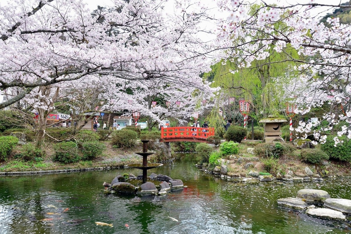 鳥取県倉吉市の桜の名所『打吹公園』の様子