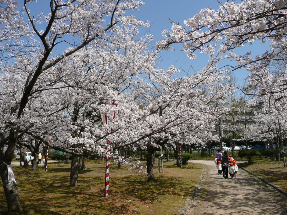鳥取県米子市の桜の名所『湊山公園』の様子