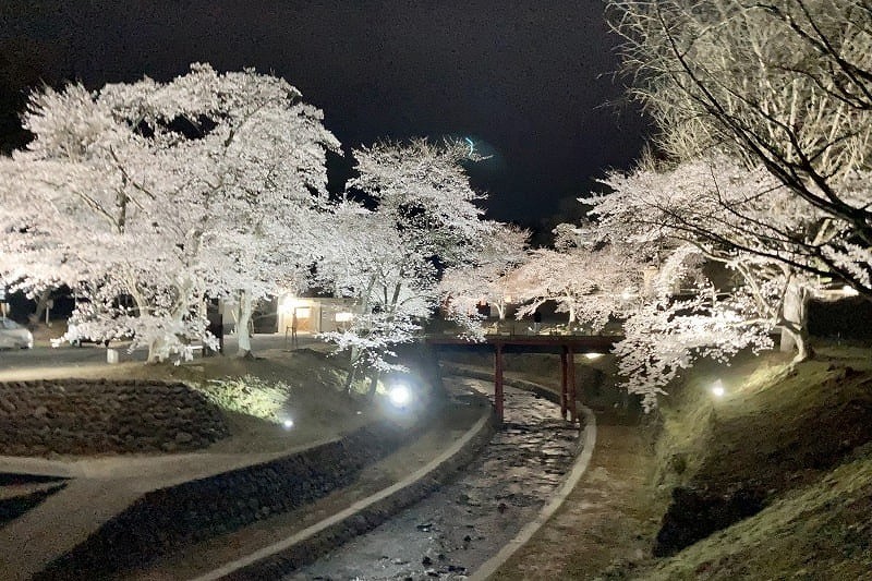 鳥取県鳥取市の桜の名所『旧美歎水源地』の様子