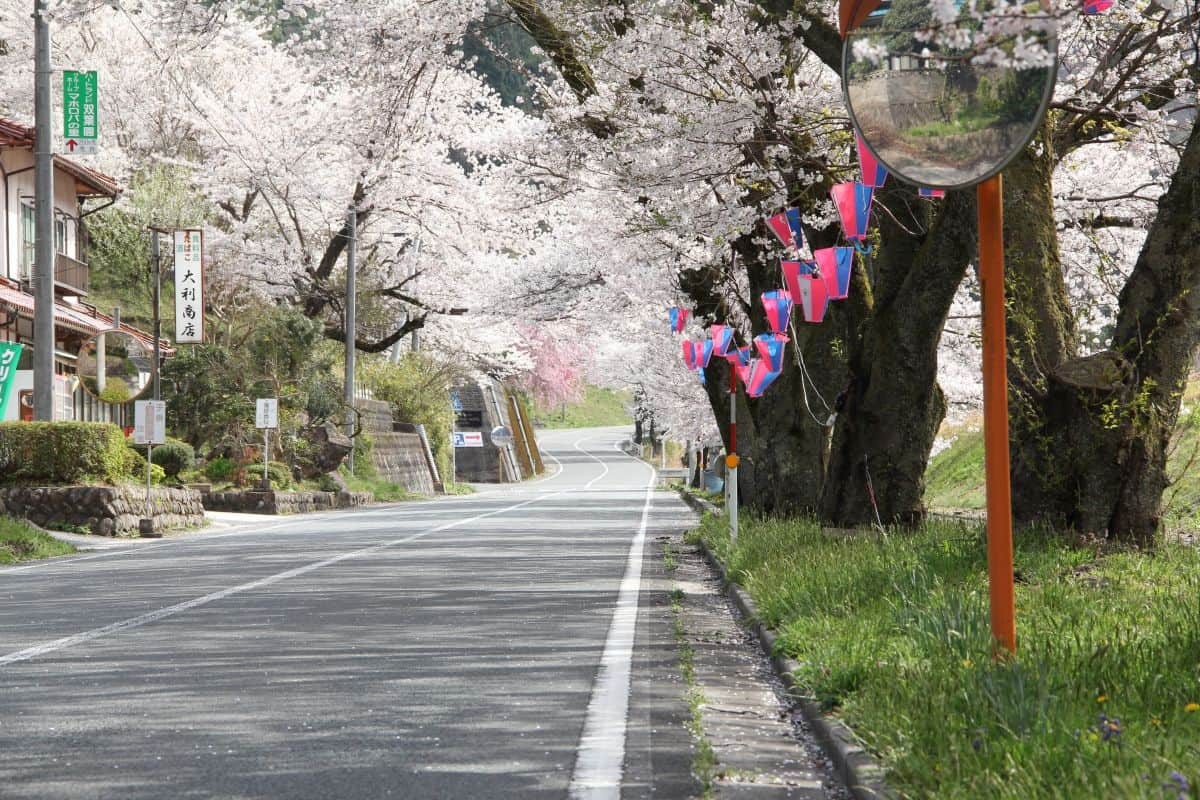 島根県美郷町のお花見スポット『旧潮駅の桜のトンネル』の開花時の様子