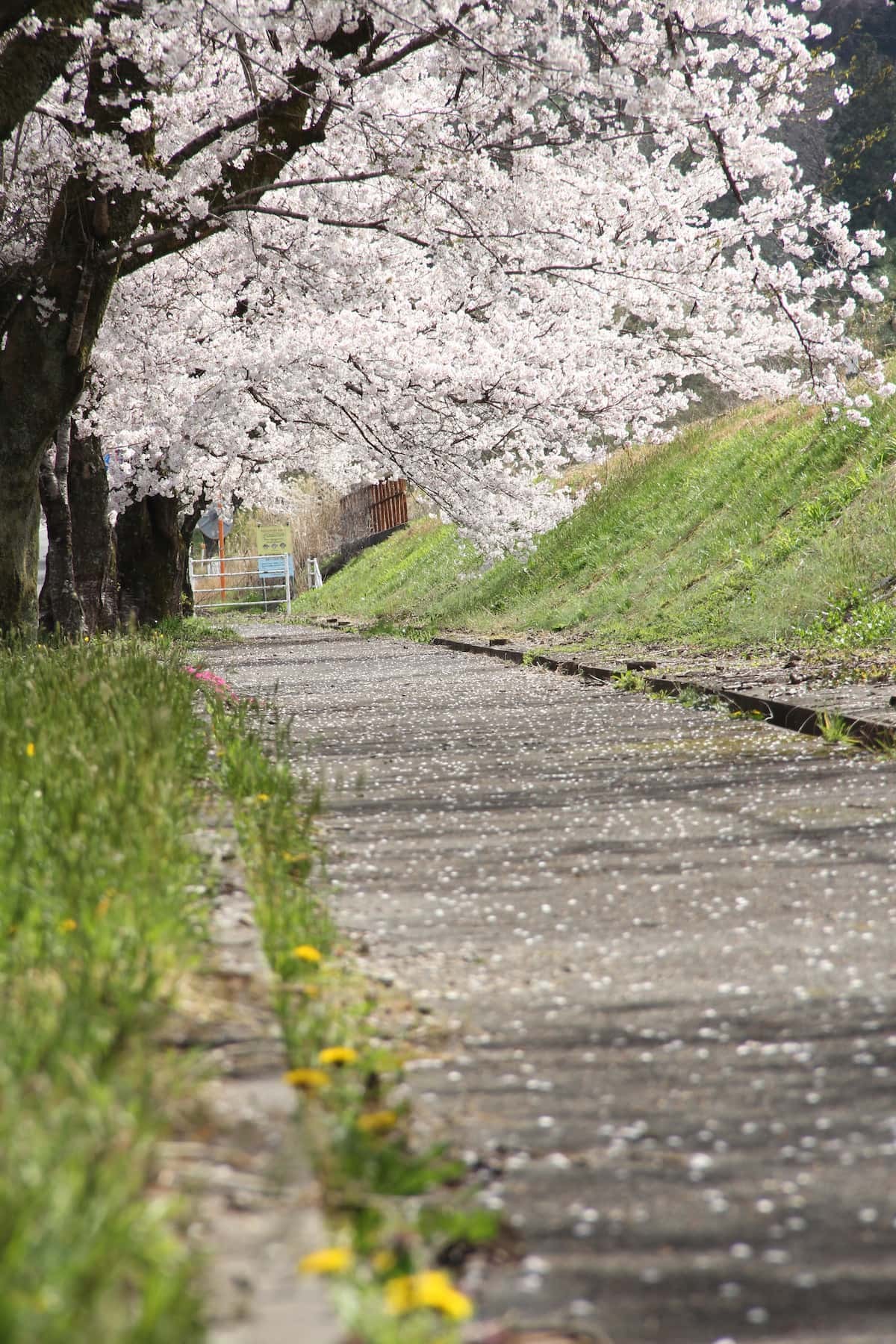 島根県美郷町のお花見スポット『旧潮駅の桜のトンネル』の開花時の様子