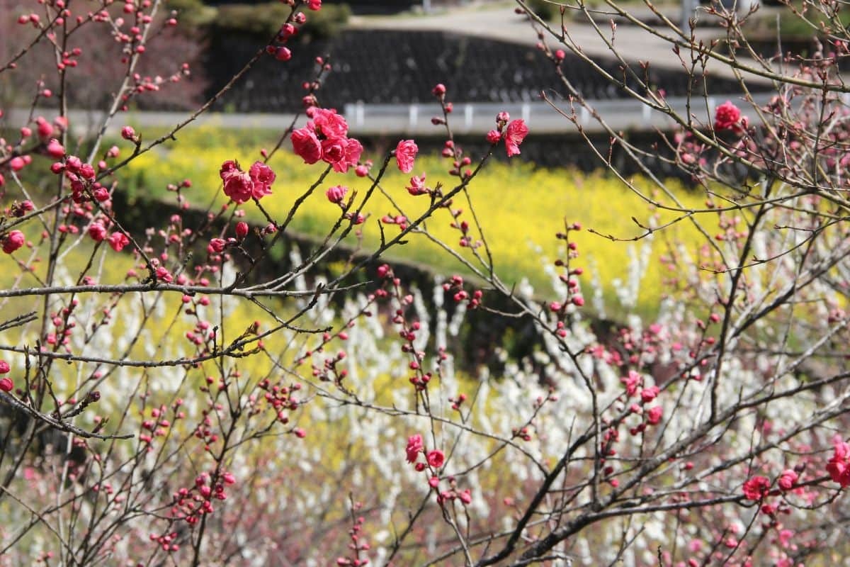 島根県邑南町の絶景フラワースポット「天国に一番近い里・川角集落の花桃」の現地の様子