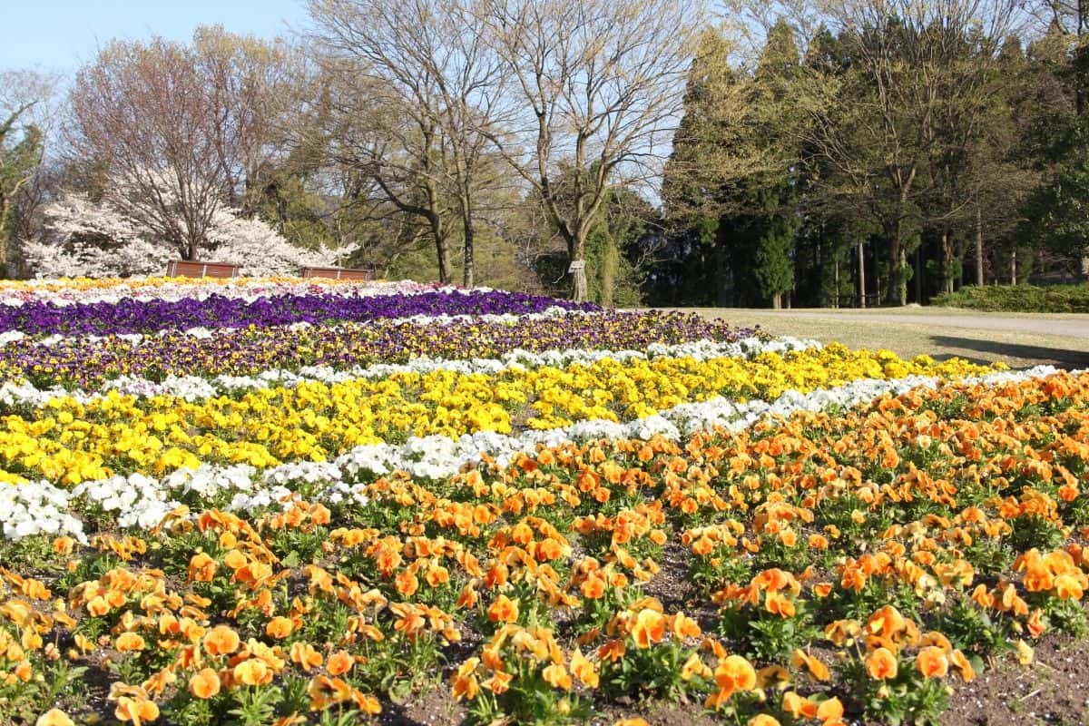 鳥取県南部町のフラワーパーク『とっとり花回廊』の春の園内・花の様子