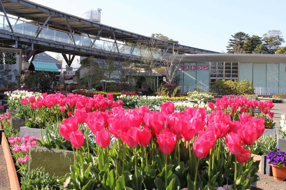 鳥取県南部町のフラワーパーク『とっとり花回廊』の春の園内・花の様子