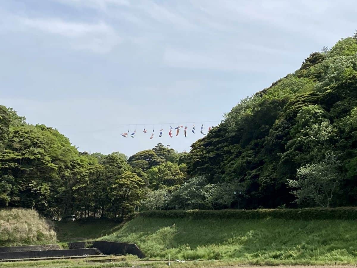 島根県益田市の都市公園『島根県立万葉公園』に掲揚されている鯉のぼりの様子