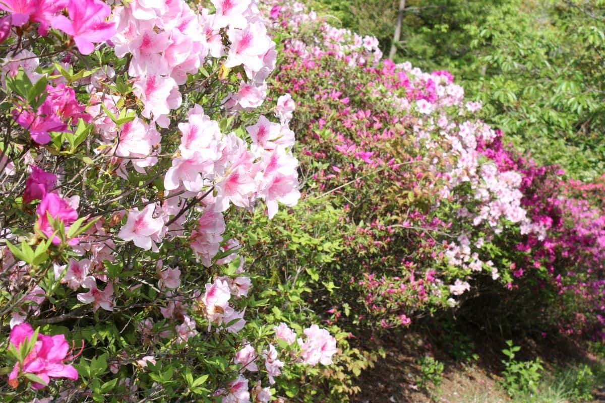 島根県益田市の都市公園『島根県立万葉公園』に咲き誇るツツジ