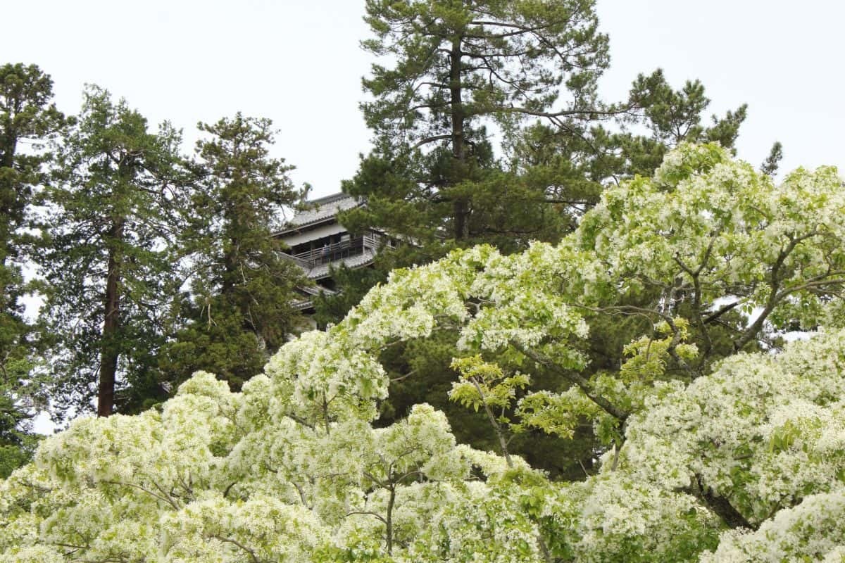 島根県松江市の観光名所『国宝・松江城』に咲き誇るなんじゃもんじゃの木