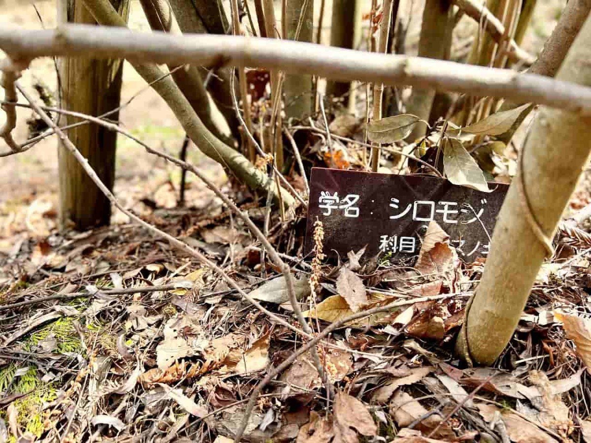 鳥取県西伯伯耆町にある渓流公園『マウンテンストリームきしもと』の様子