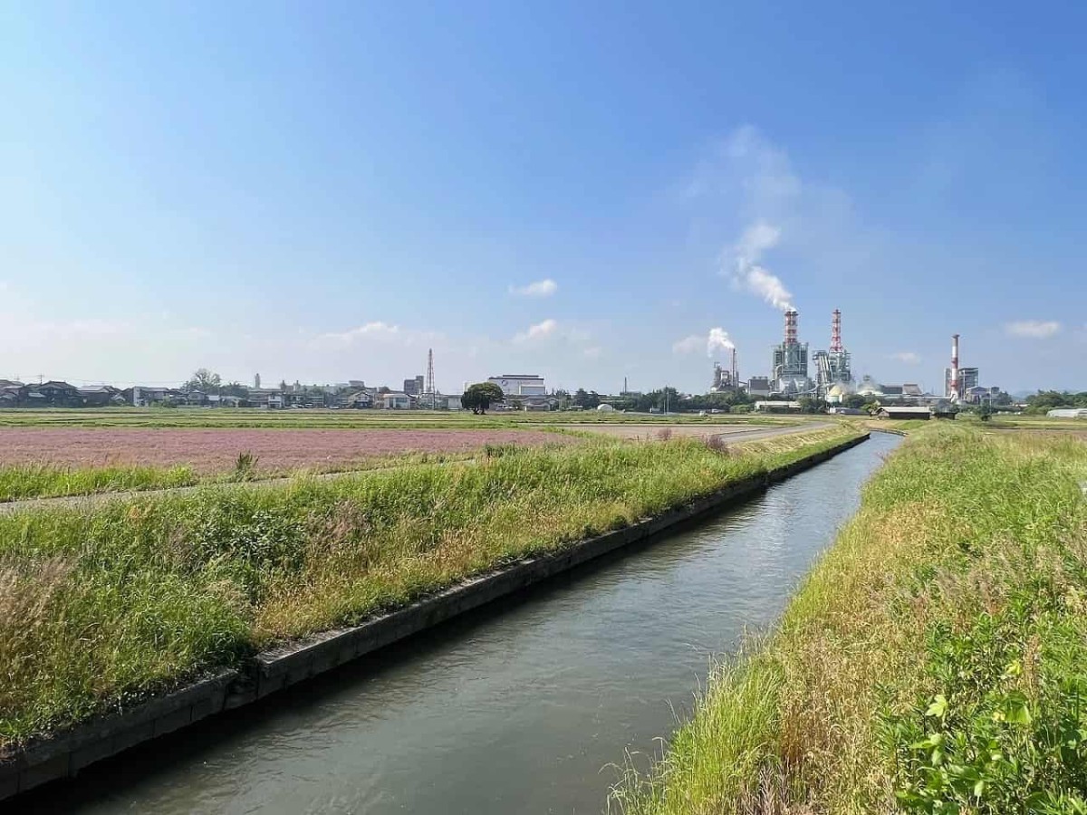 鳥取県西伯郡日吉津村で見られるれんげ畑の様子