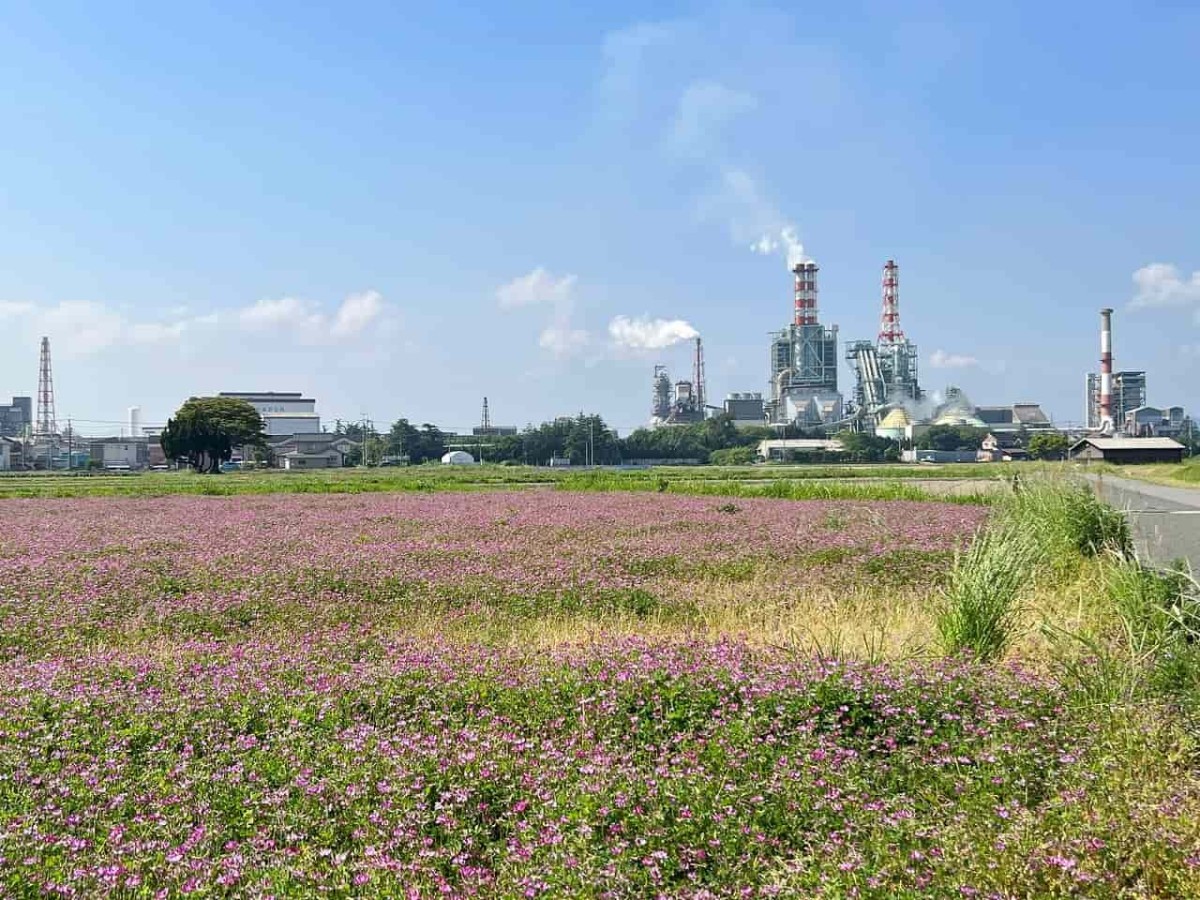 工場と れんげの花畑 実は働きもの花 山陰フォト散歩 日刊lazuda ラズダ 島根 鳥取を知る 見る 食べる 遊ぶ 暮らすwebマガジン