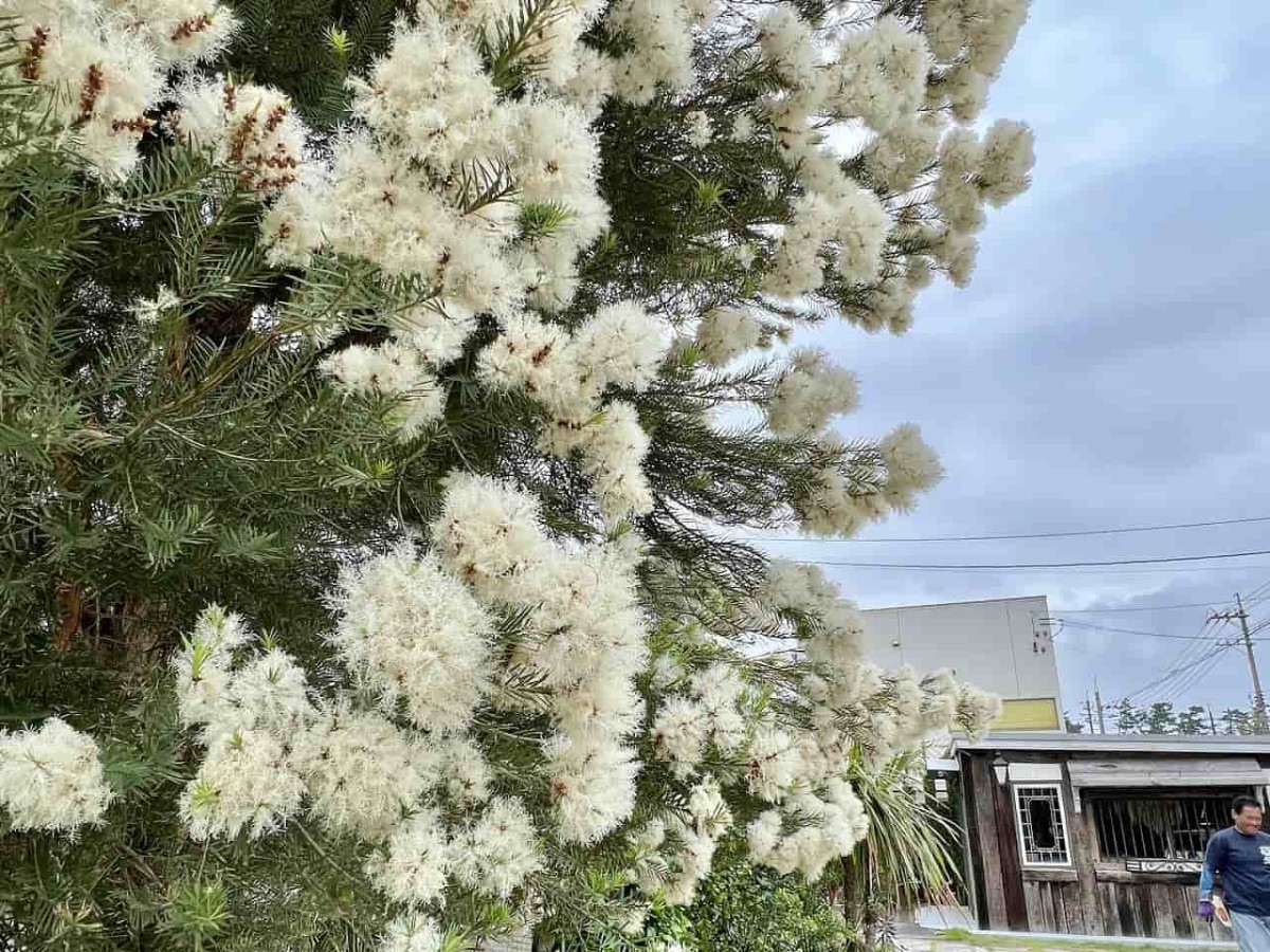 鳥取県米子市にある『本池美術館』に咲いているティーツリーの様子