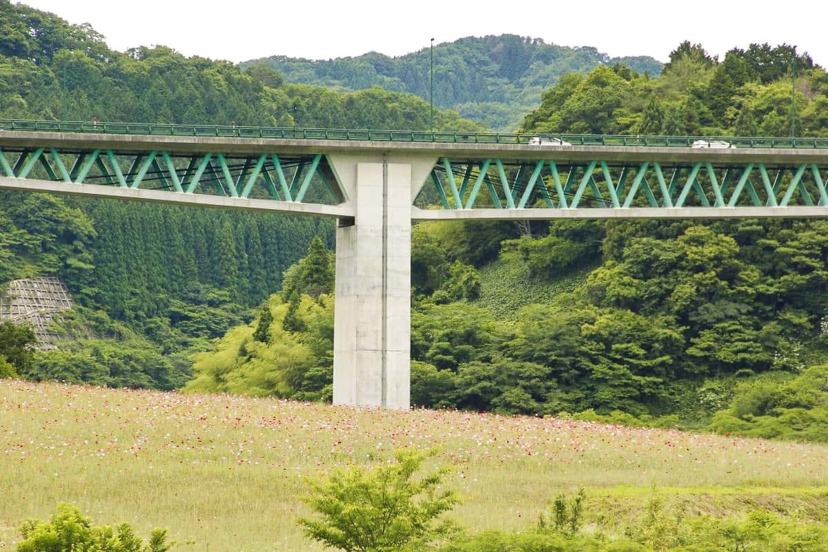 島根県飯南町のフラワースポット『東三瓶フラワーバレー』のポピーの開花中の様子