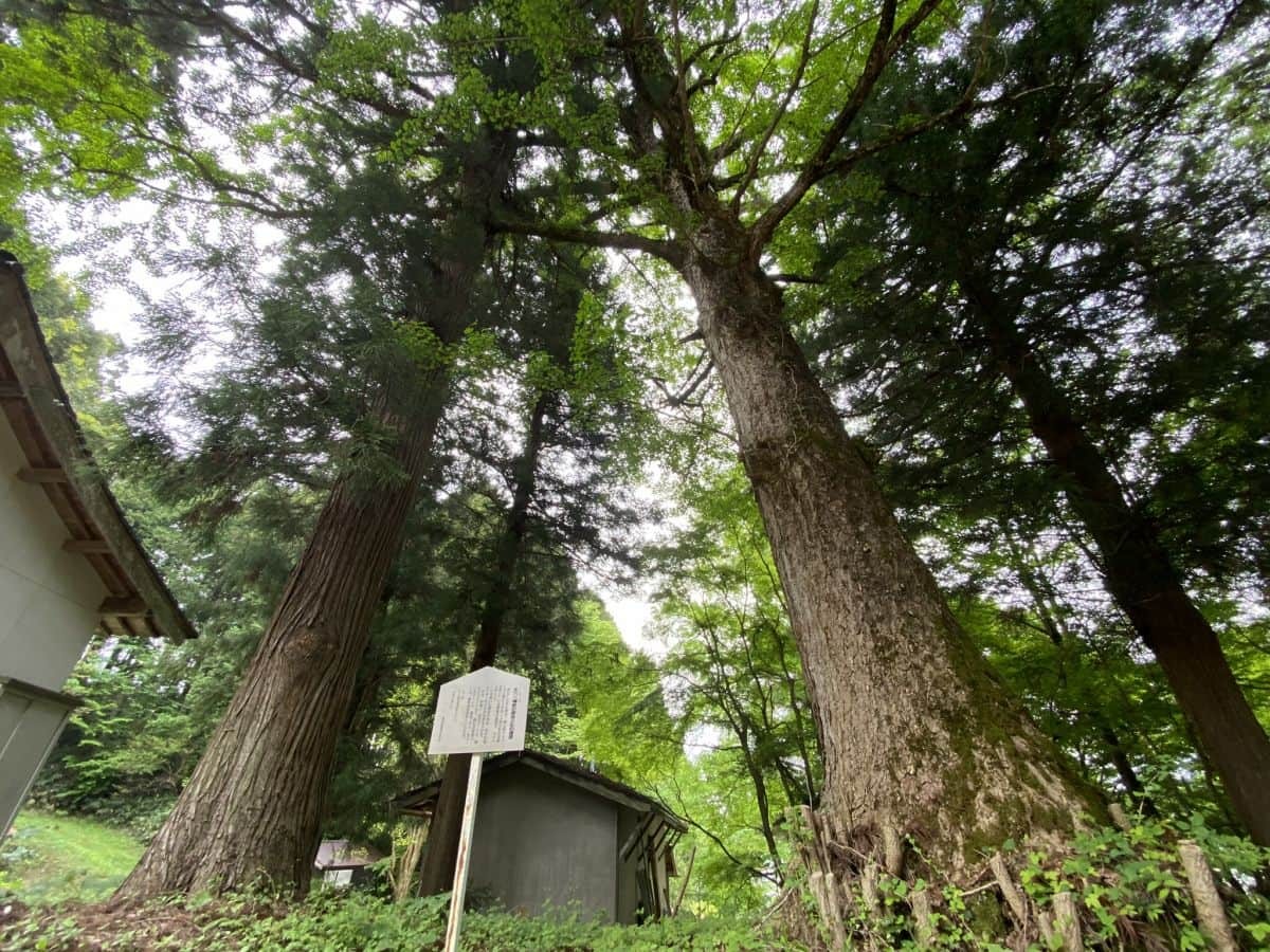 島根県飯南町にある穴場観光スポット『赤穴八幡宮』の銀杏の木